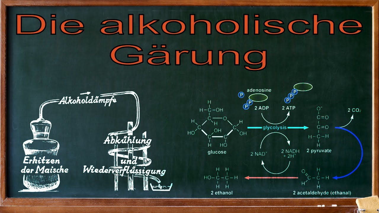 Die alkoholische G&auml;rung
