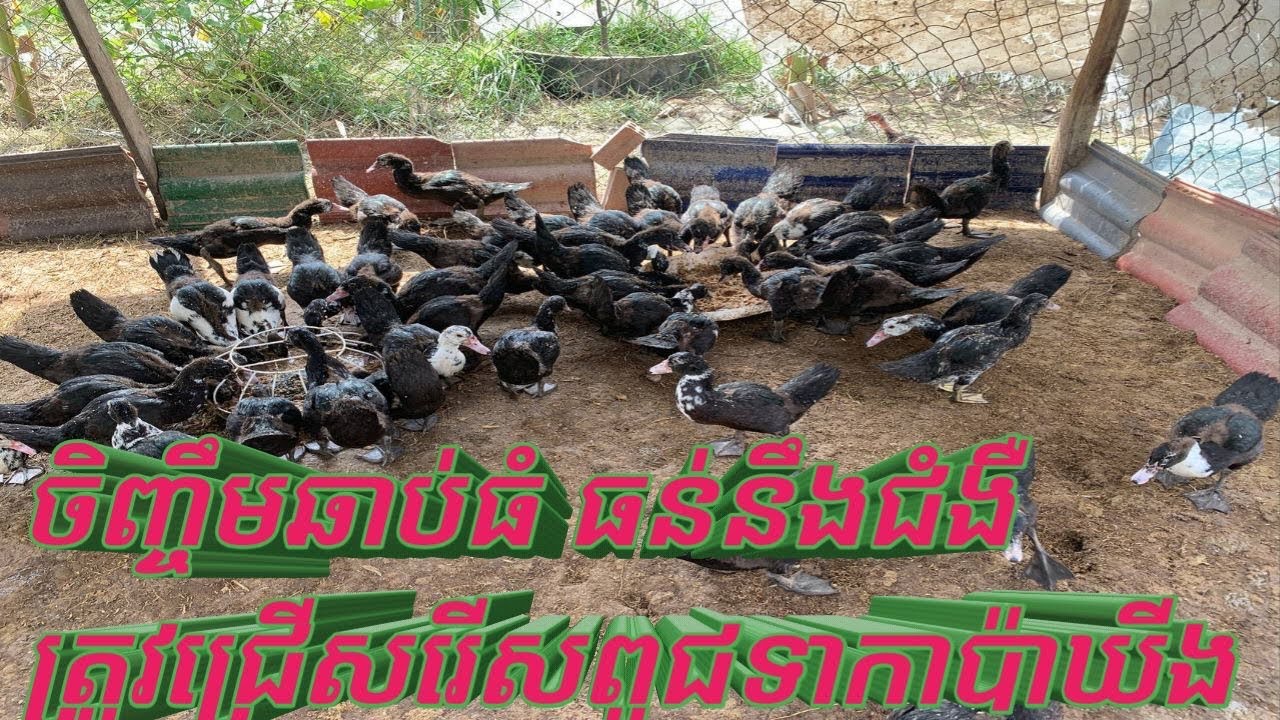 វិធីងាយៗ នៃការចិញ្ចឹមទាកាប៉ា