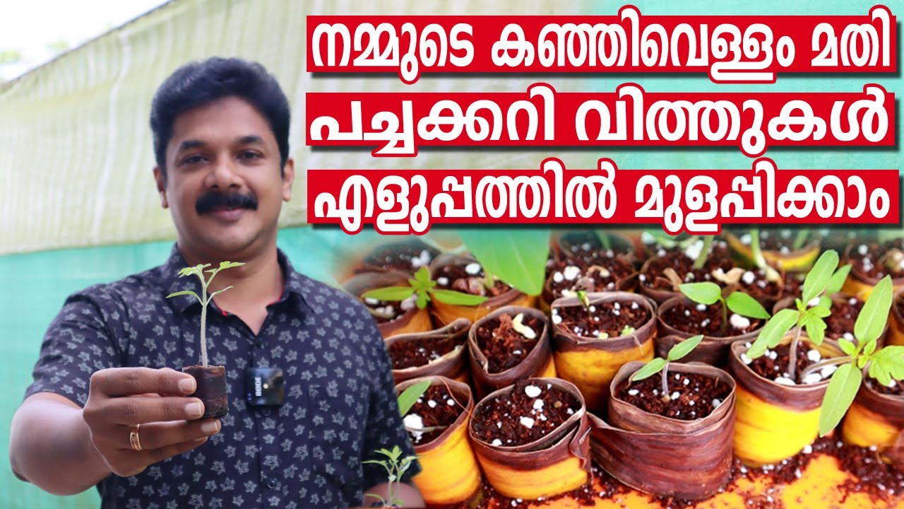 പച്ചക്കറി വിത്തുകൾ മുളപ്പിച്ചെടുക്കാനുള്ള ശരിയായ രീതി | Easy Method To Grow Seeds Faster At Home
