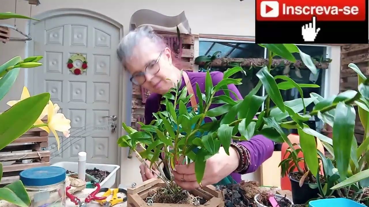 Como replantar o Dendrobium Moschatum amarelo.