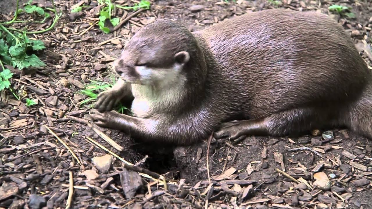 Cute Otters playing with stones and rock and squeaking