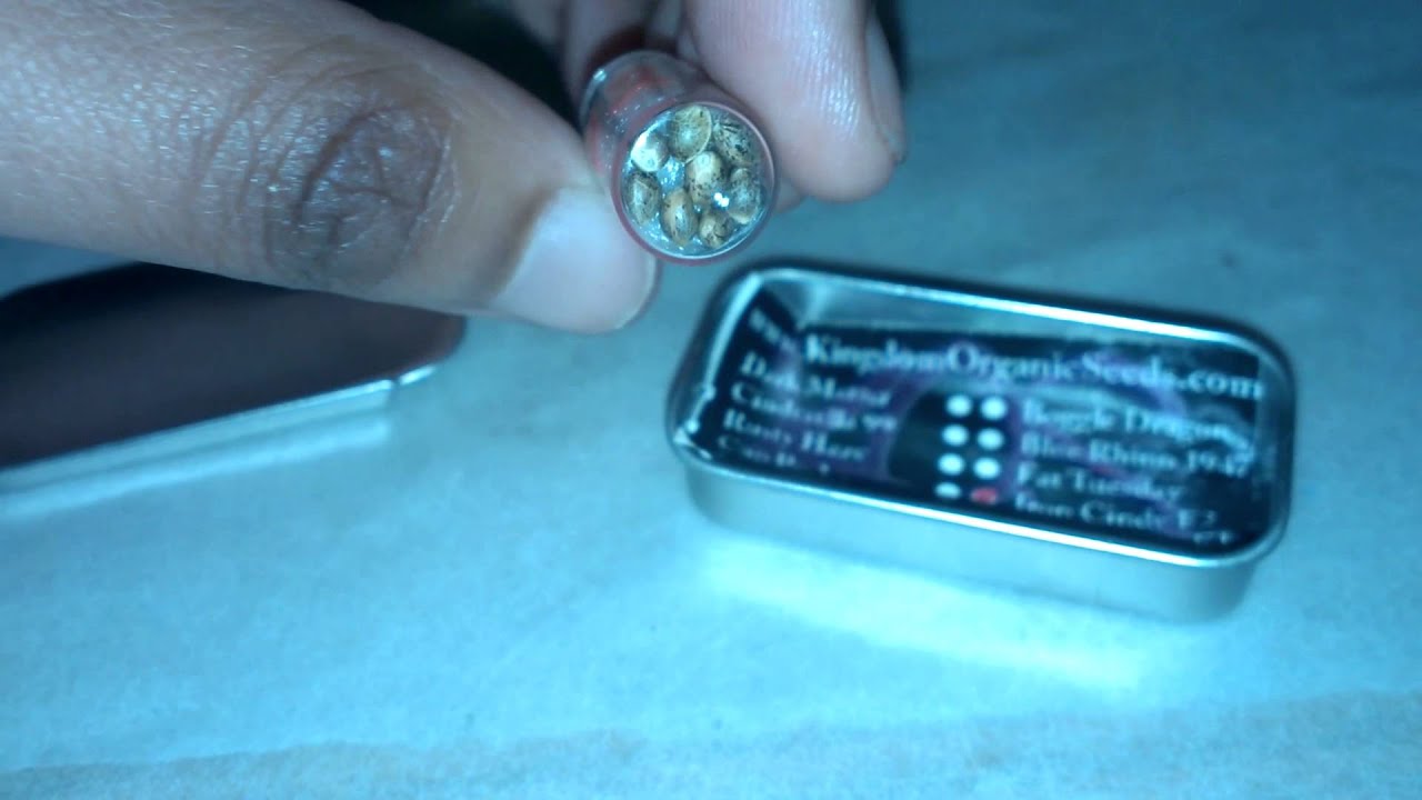 The Grow 420 Diaries - Mail Call From KINGDOM ORGANIC SEEDS!!! TLO