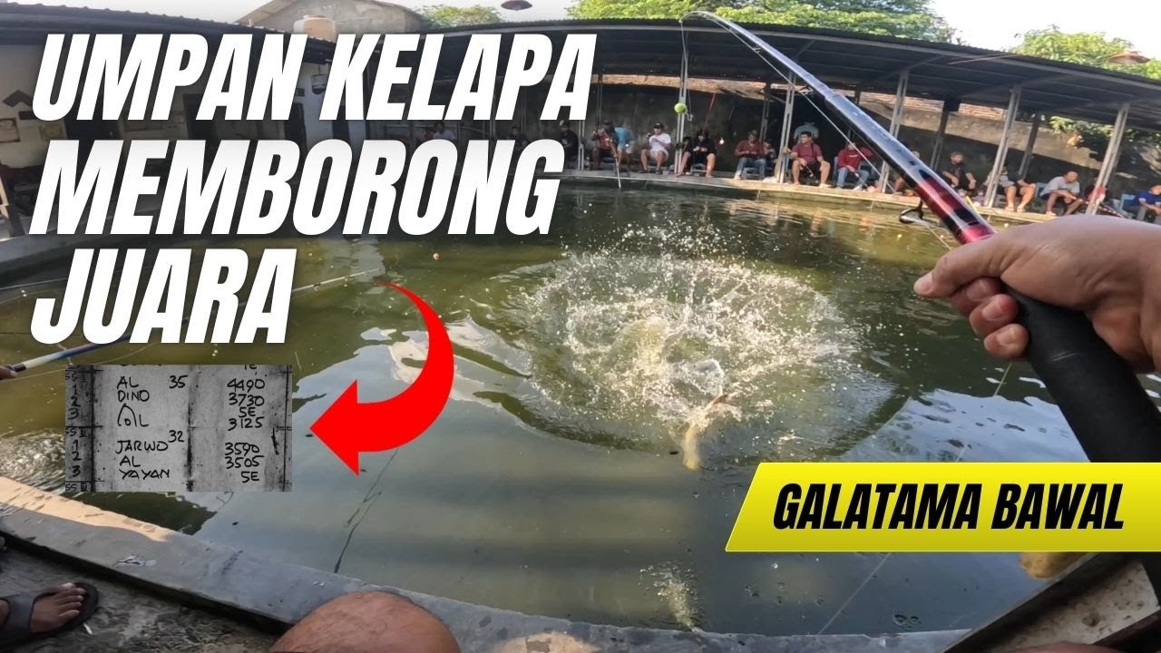 Panen Juara dengan Umpan Kelapa !! Galatama Ikan Bawal !!