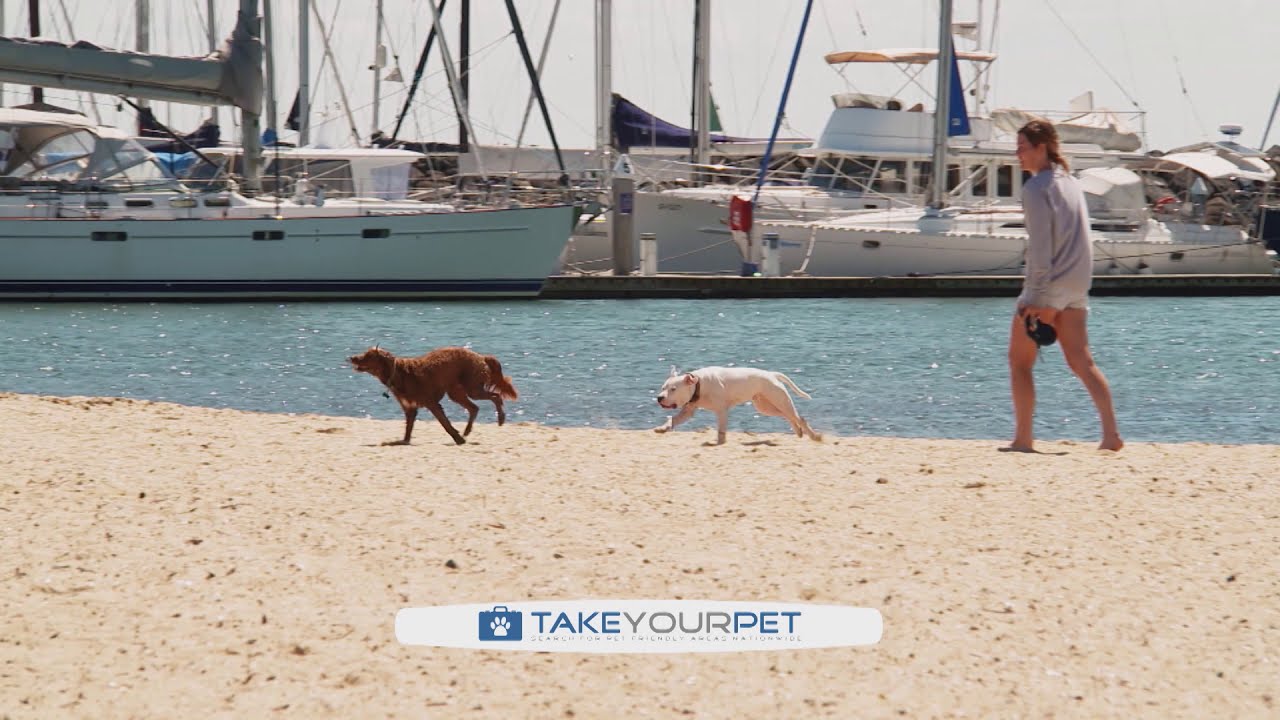 Pet Friendly Accommodation |- Expert Travel Tips for Pets | S3 Ep 3 | Pooches at Play