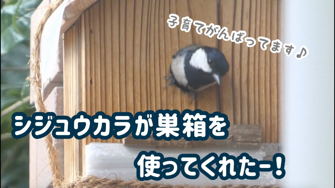 シジュウカラが巣箱に営巣してくれた！Japanese Tit nest box