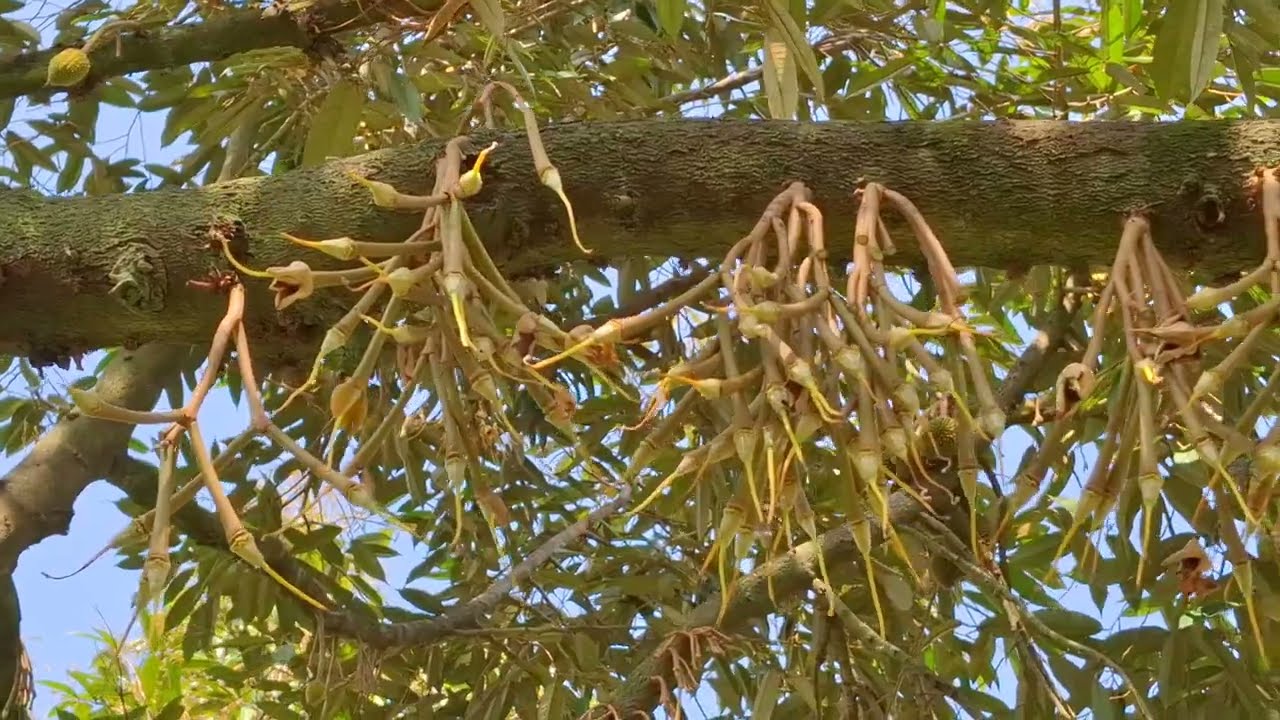 5 มีนาคม2569ติดตามดูอาการทุเรียนรุ่นที่3หลังจากที่โดนฝนช่วงดอกบาน