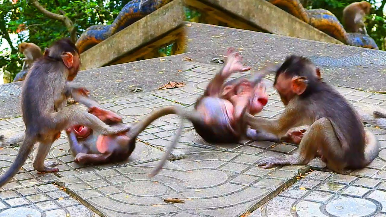 Adorable tiny monkey Vegan very active trying playing with baby Marcin