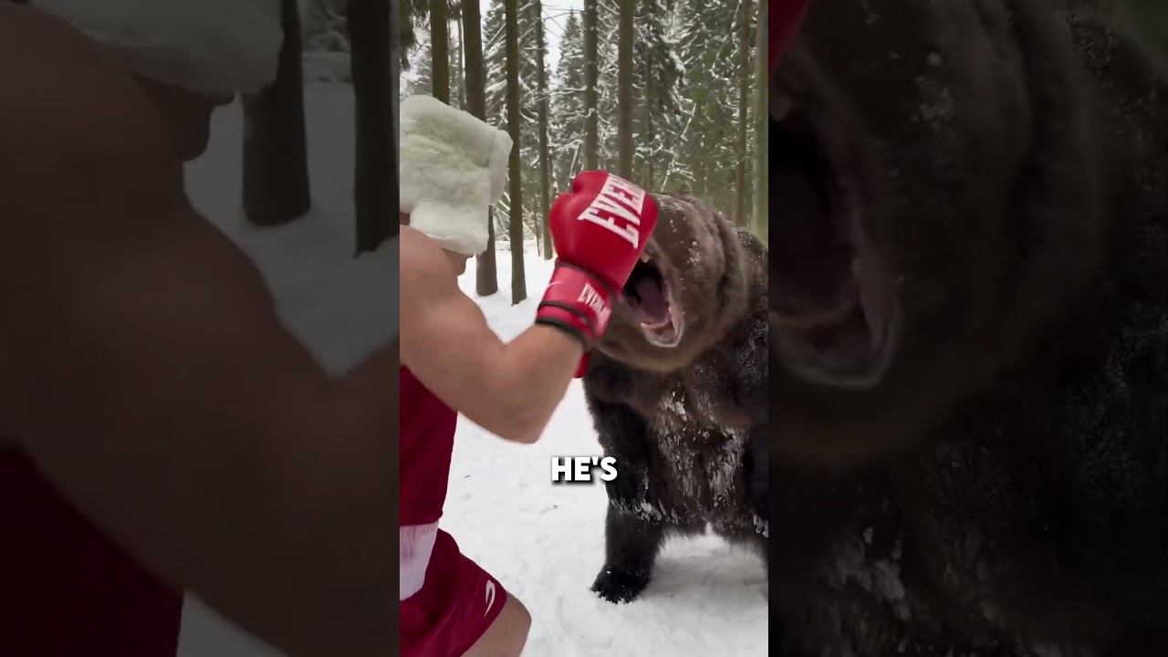 Russian man fights BEAR 😲 (@igor_1vanchenko) #viral #boxing #bear