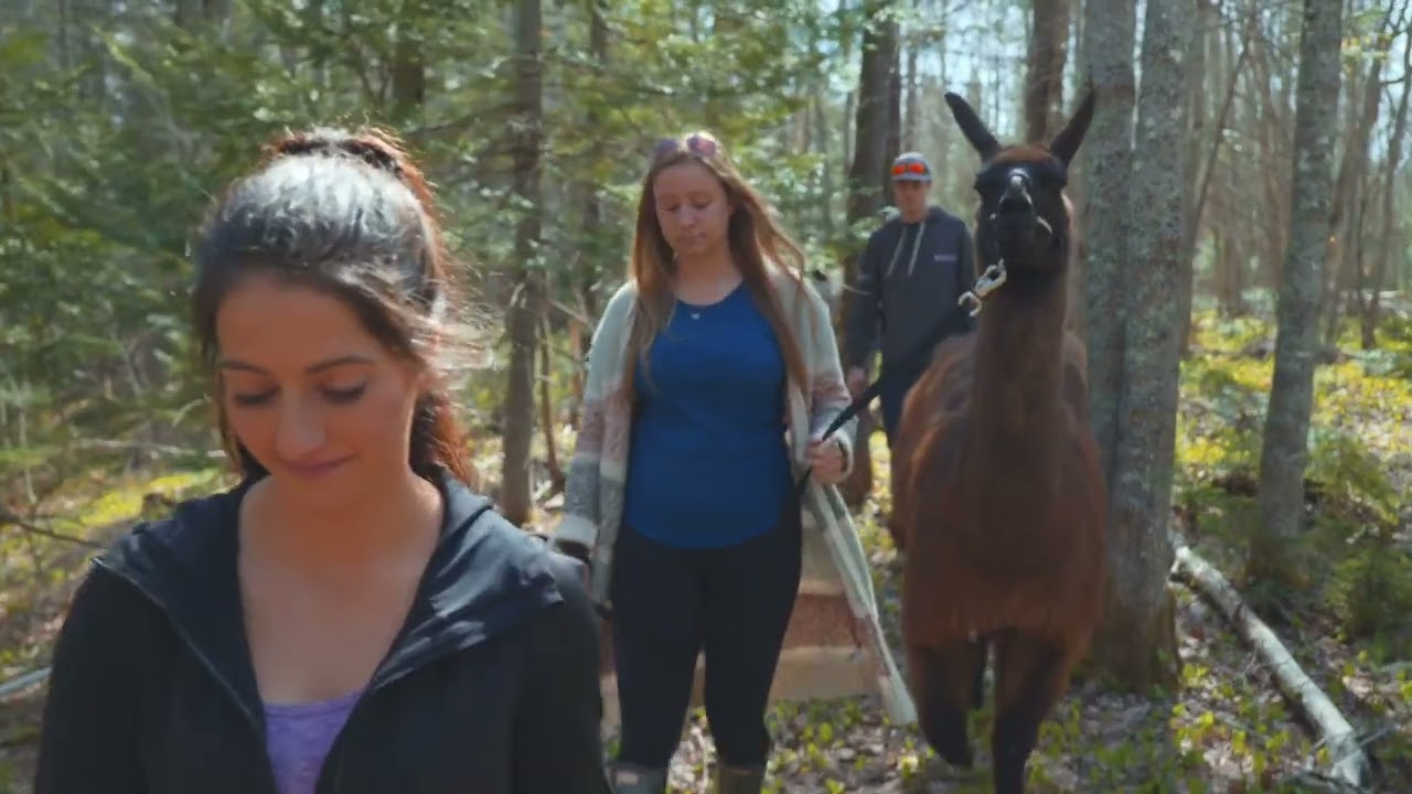 Love For Local New Brunswick presents: Llama-zing Adventures