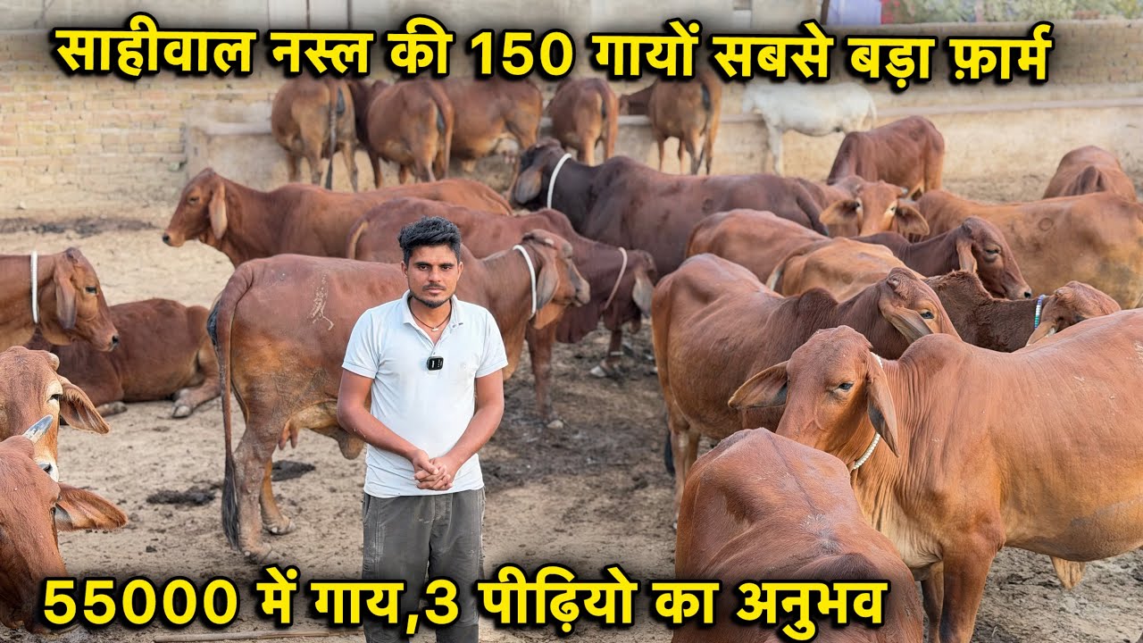 55000 में गाय,20 लीटर तक दूध,150 गायों का सबसे बड़ा फ़ार्म👌Top Sahiwal Cows For Sale In Rajsthan 