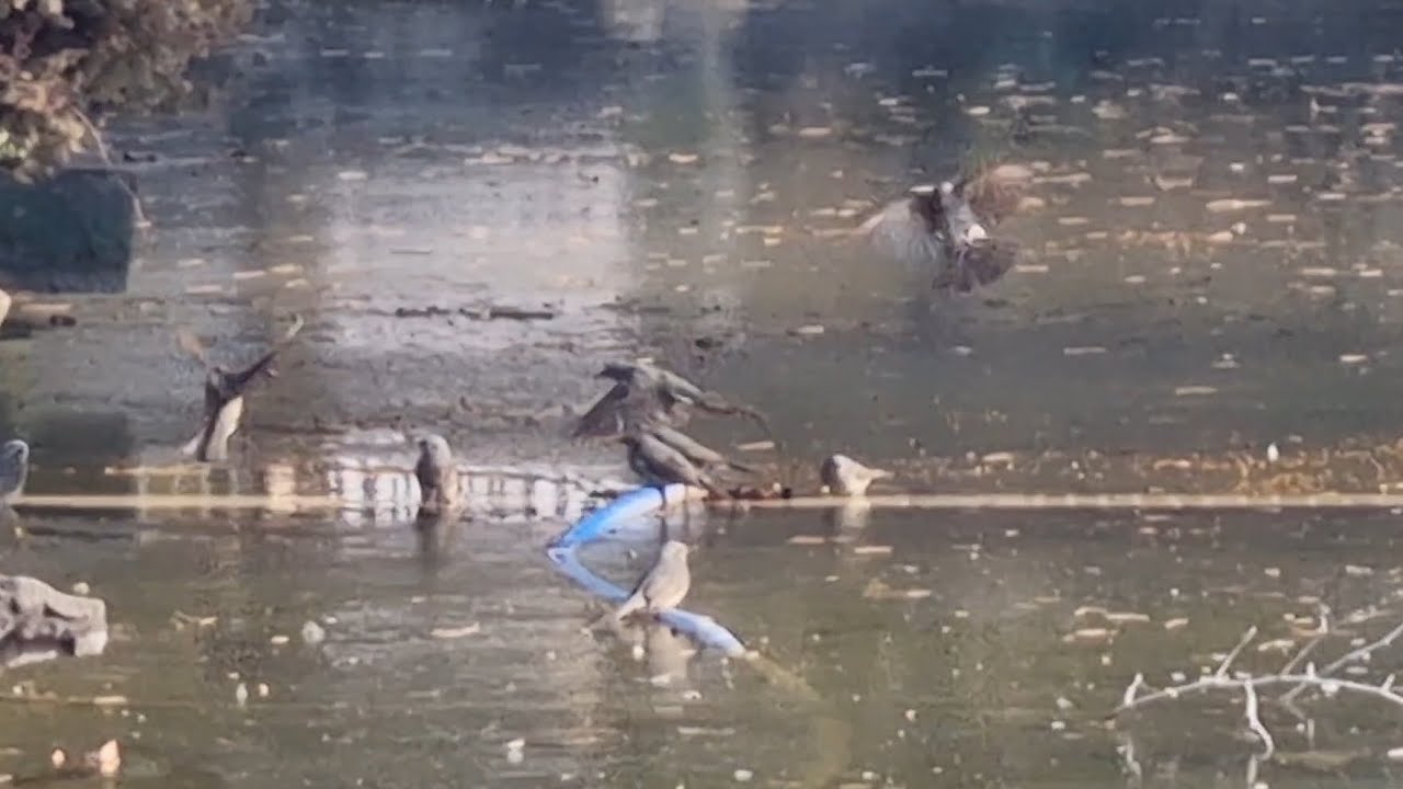 물을 찾아 날아온 새들 #새 #Bird #직박구리 #Nature 