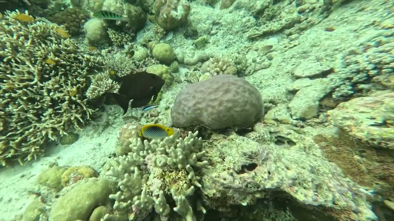 Soft Coral