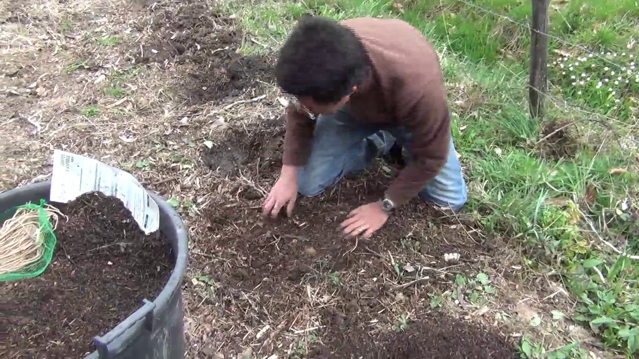 Comment planter des asperges vertes en permaculture
