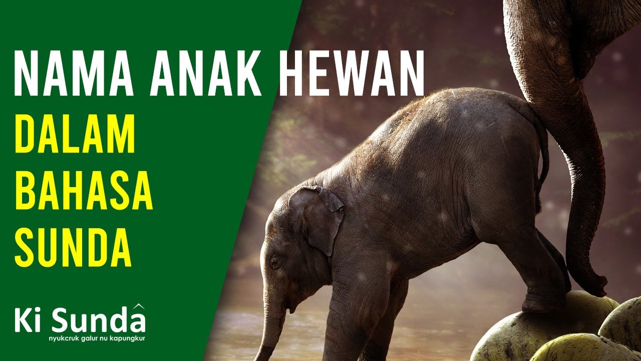 🔴 Nama nama Anak Hewan atau Sato dalam Bahasa Sunda | KiSunda Tea
