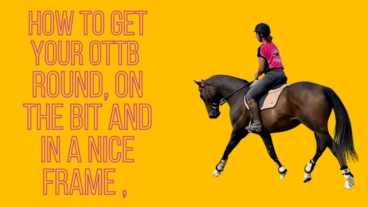 How to get your Ottb Round, On the Bit and In A Nice Frame -#ottb #onthebit  #ottbretraining #ottb