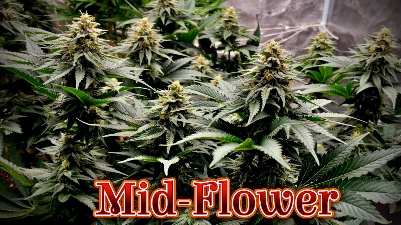 Growing 6 Different Strains in One 4x4 - Mid-Flower