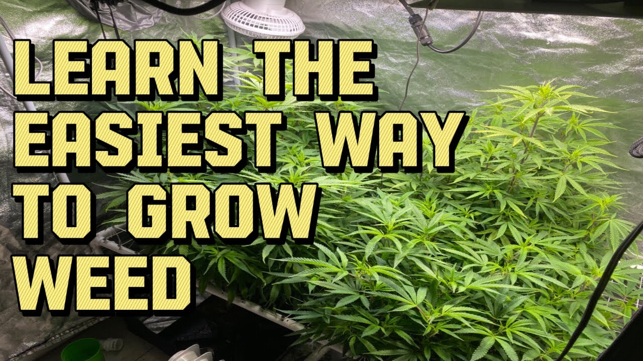 How To Grow 1 Pound Of Weed In A 2x4 Tent. Spider Farmer SF1000 vs SF1000 EVO