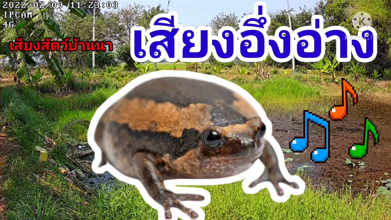 เสียงอึ่งอ่าง