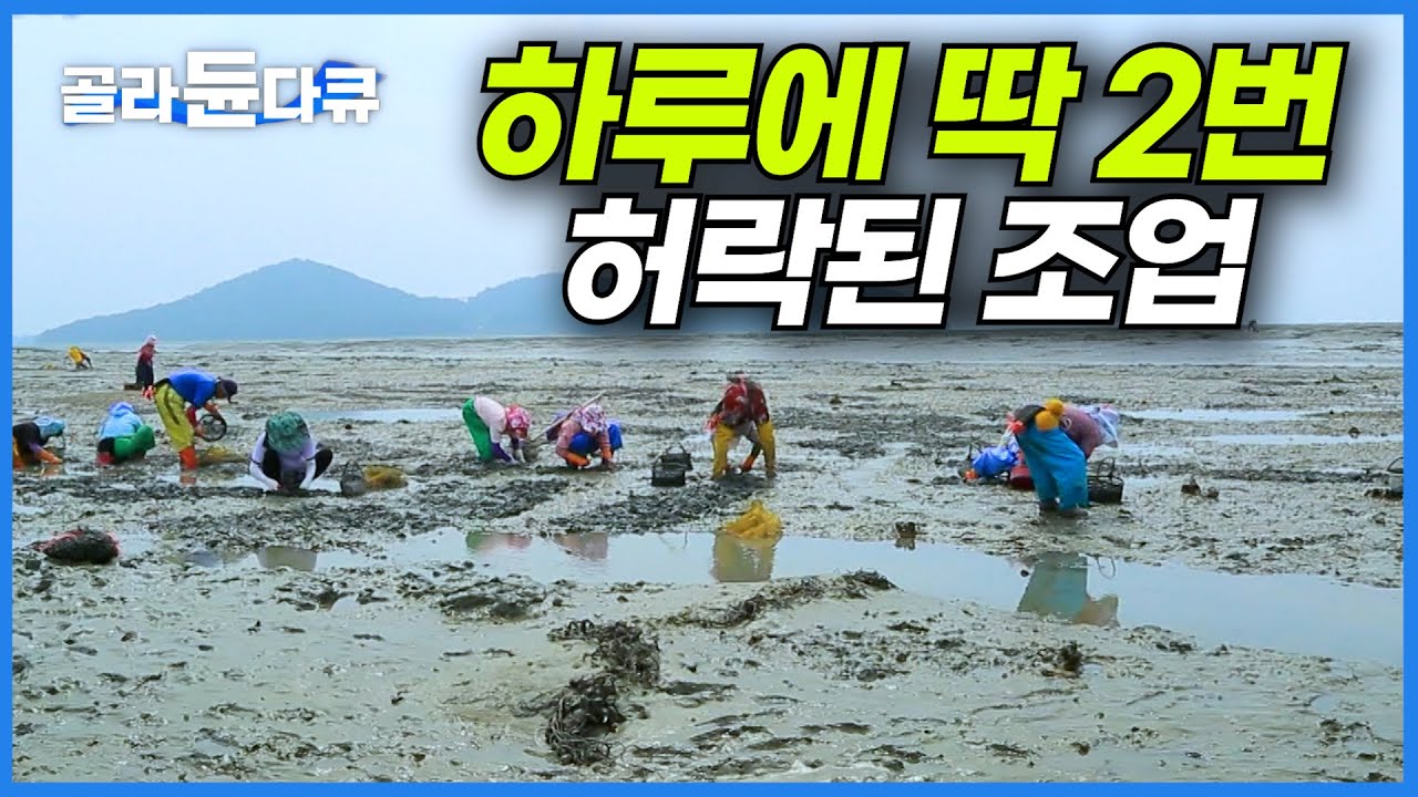 바닷길 열리는 때를 노려라!｜바다가 허락하는 단 2번 마을 사람들이 팔을 걷어 붙였다ㅣ한국기행│#골라듄다큐