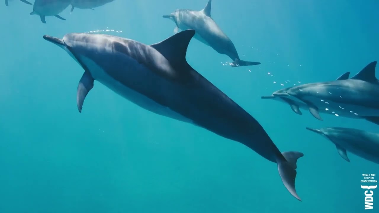 WDC Successes in 2022 | Whale and Dolphin Conservation