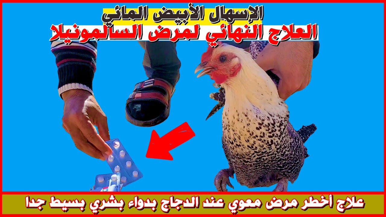 مرض السالمونيلا الخطير عند الدجاج 😱أعراض المرض و طرق الوقاية و العلاج الفعالة 💯 تربية الدجاج البلدي
