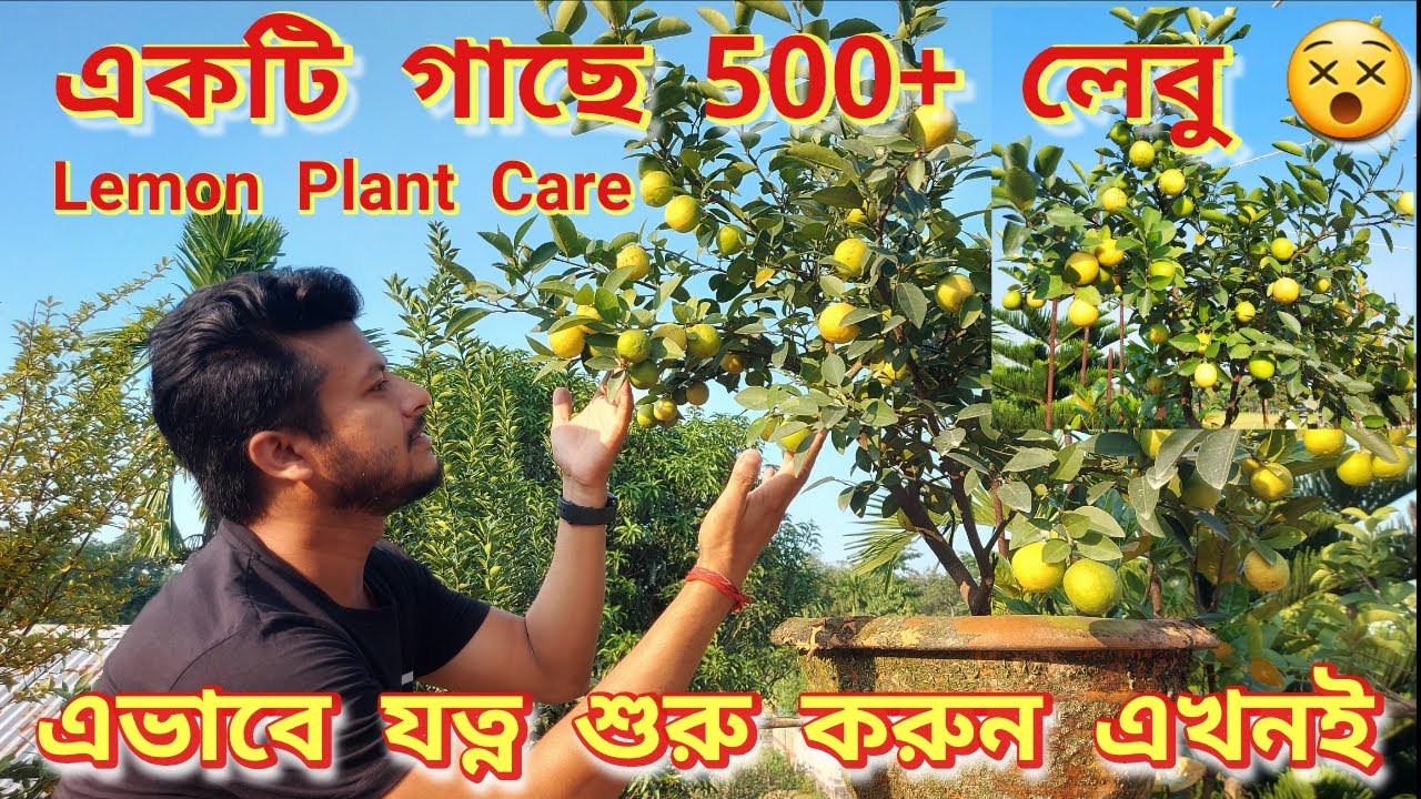 টবে #পাতিলেবু চাষের সম্পূর্ণ যত্ন পরিচর্যা|#LemonTreeCare ফলে ভরে যাবে আপনার গাছ|| #লেবু  #LemonTree