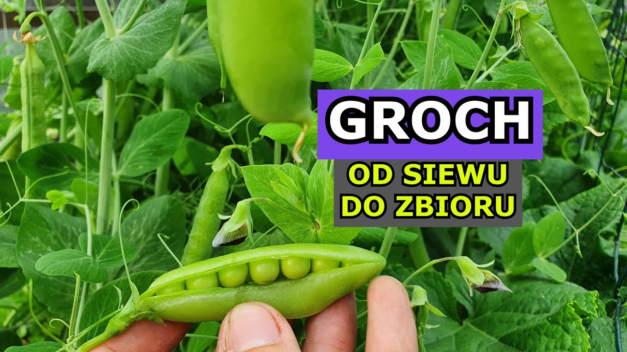 Uprawa Grochu OD SIEWU DO ZBIORU - siew, podpory, podlewanie, ogławianie, zbiory groszku