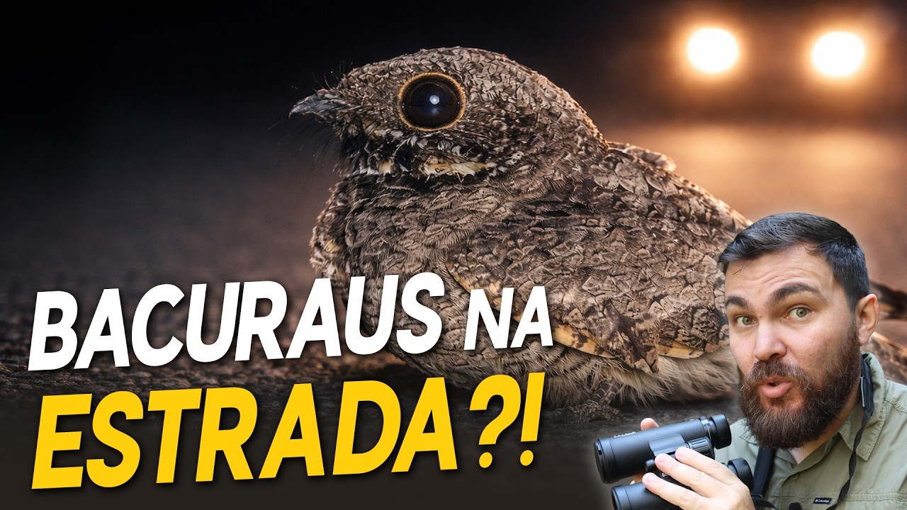Por que os BACURAUS ficam PARADOS nas estradas &agrave; noite? #Ornit&oacute;logoResponde