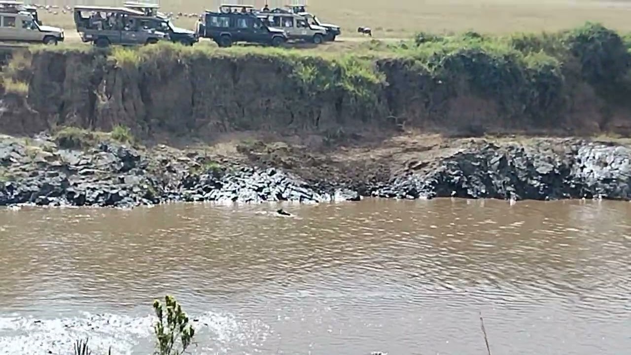 Young wildebeest crossing Mara river survived from the crocodile jaws.
