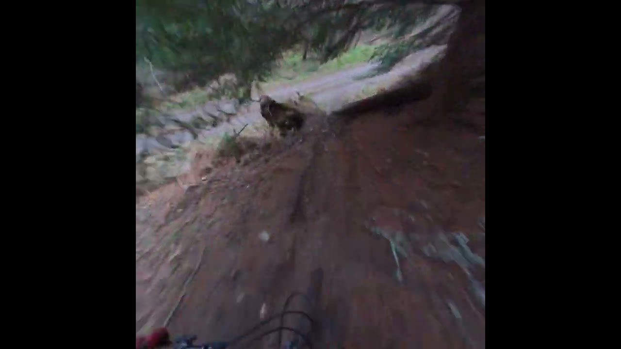 Dunkeld. Atholl Hill. trail is sacrifice, with mistakes but it's real life, shit happens. 7/10