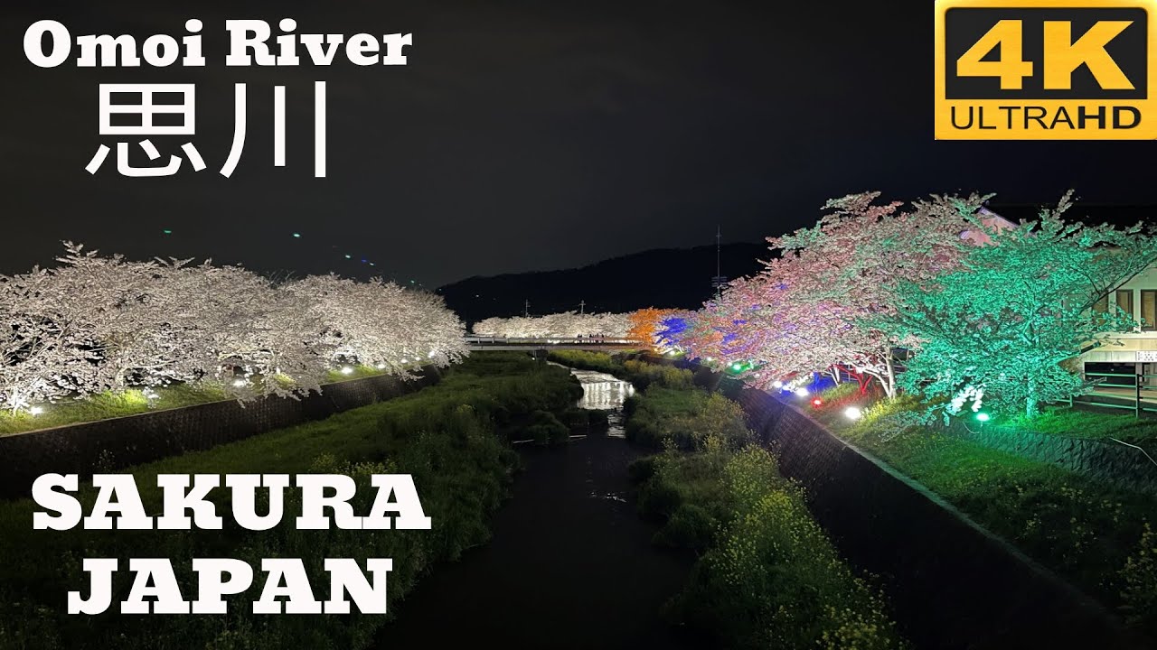 [4K SAKURA SHIGA JAPAN] Sakura Night Walk Around View Omoi River Konan Shiga Japan