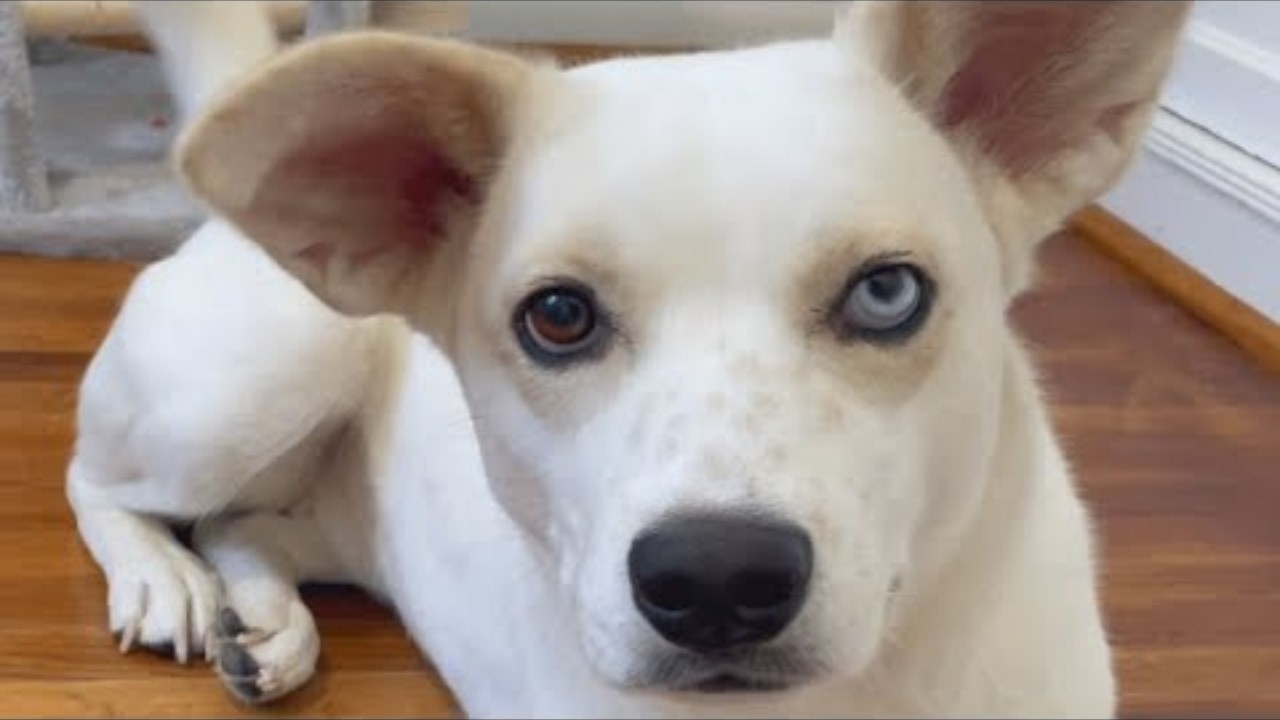 Cat person adopts a dog  And surprises haven't stopped coming