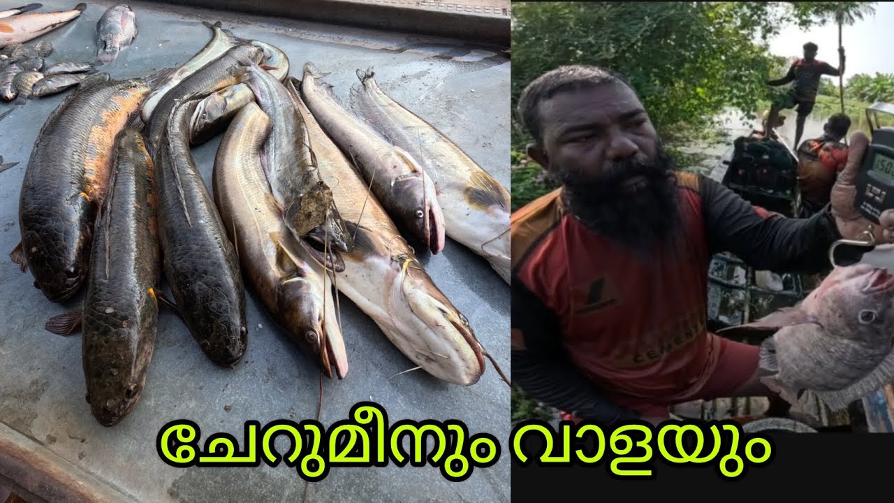 #realfishing #reallife #kerala #fishing #allfish #kuttanadanfishing #indiafishing #fish #india #all