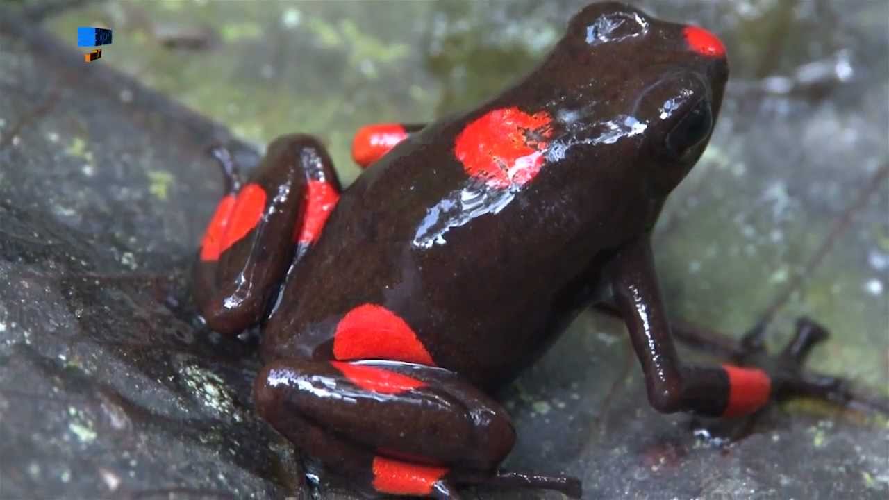 Oophaga Histrionica Bulls Eye