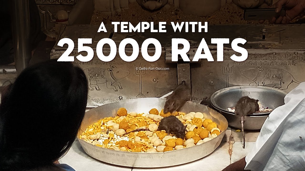 Temple with 25000 Rats | Karni Mata Temple | Bikaner Things To Do | Navratri 2021 Special