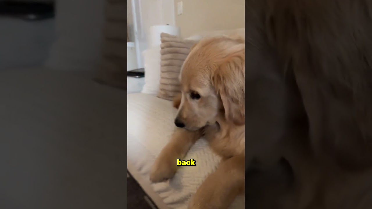 Как собаки используют язык тела 🐶💬