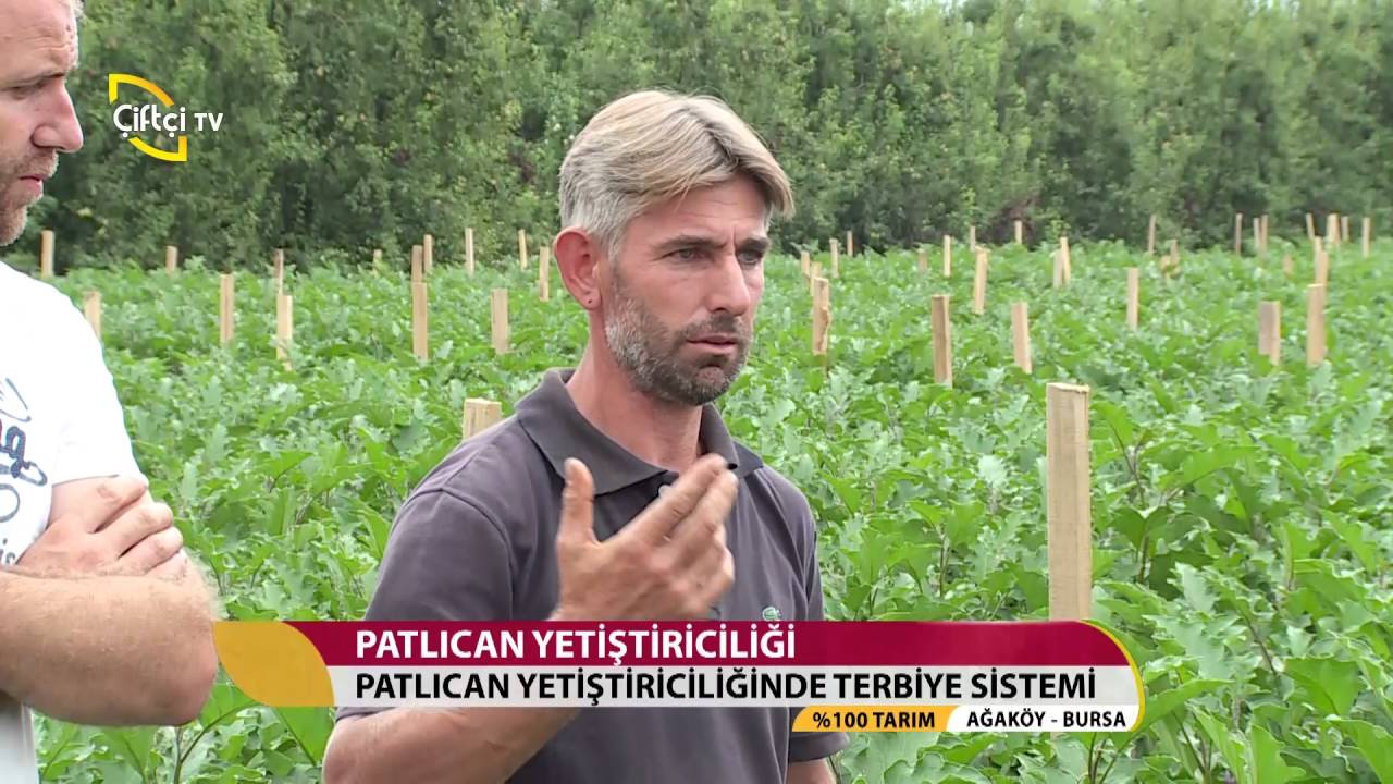 %100 Tarım-Patlıcan Yetiştiriciliği