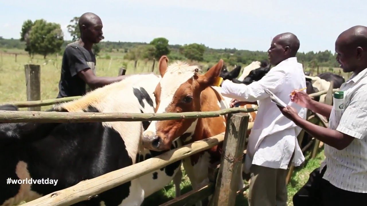 Challenges and rewards to vaccinating livestock in Kenya