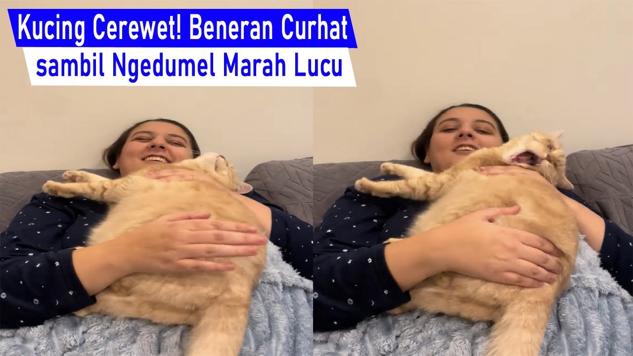 Sumpah Ngakak! kucing cerewet suka curhat ke Emak sambil marah marah lucu /kompilasi kucing