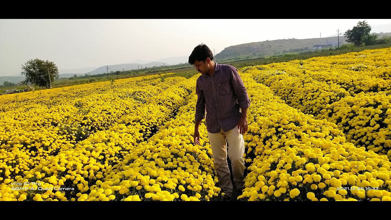 చామంతి పంట(chrysanthemum) &mdash; సాగు సమయం &ndash; అనువైన నేలలు.