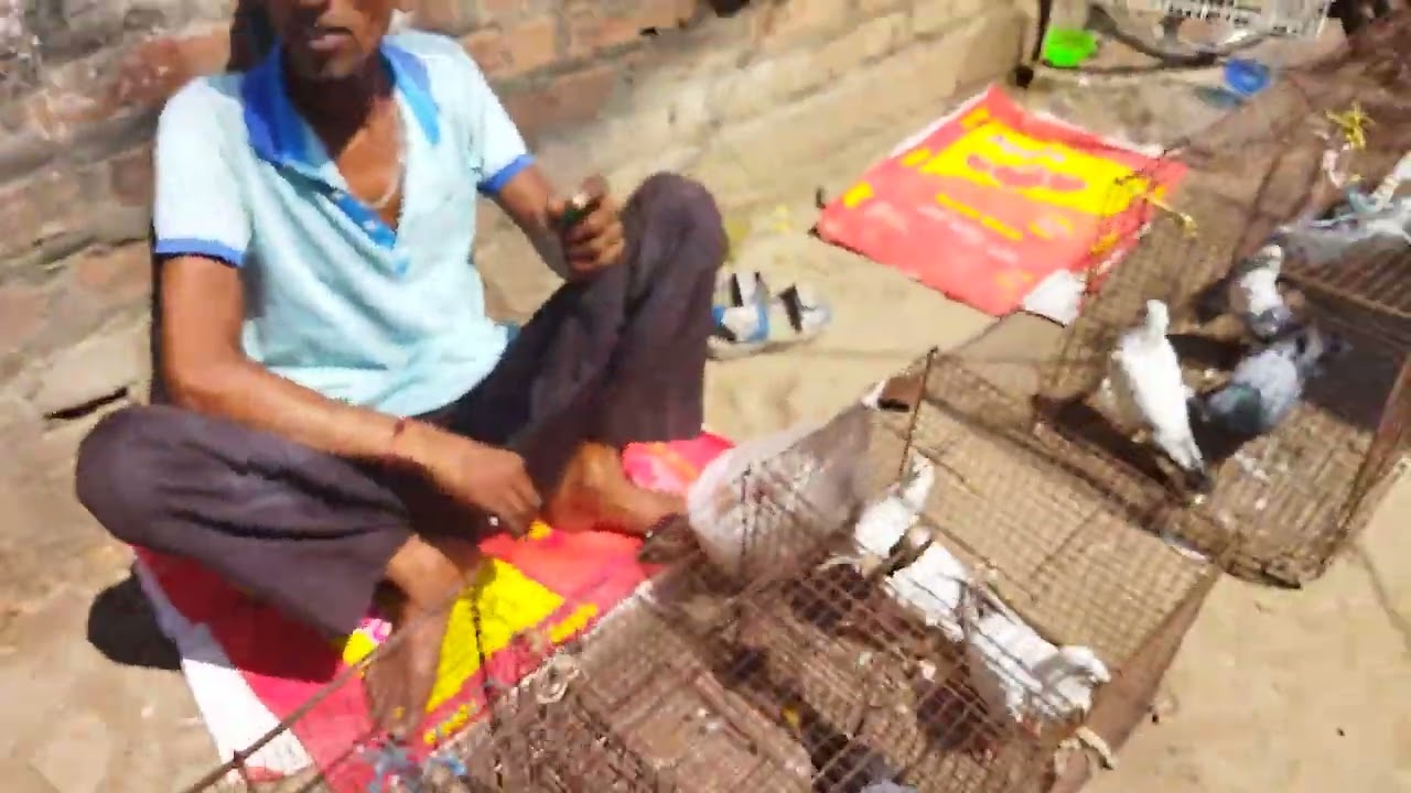 nilganj pet's market