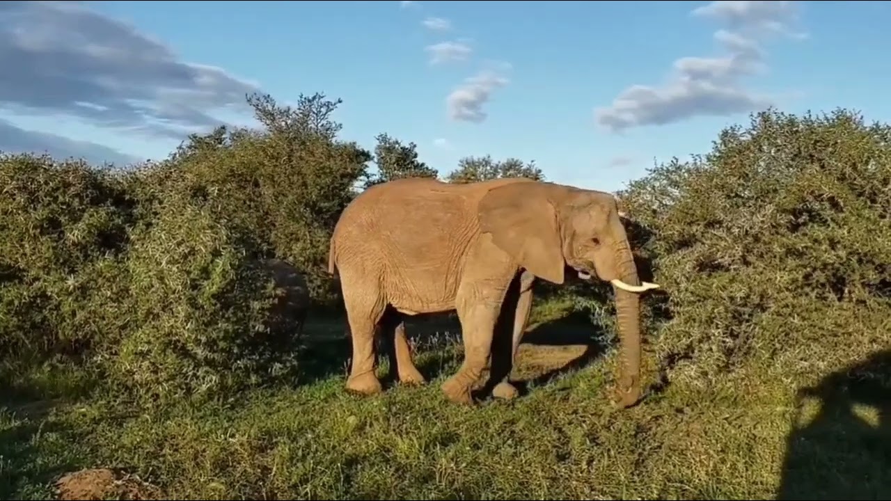 Safári na África do Sul: encontro impressionante com elefantes 🐘🌿