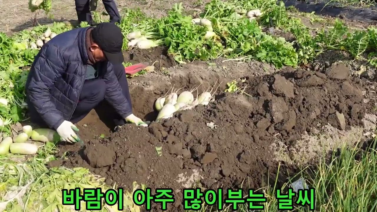무우 땅에 저장하는 영상
