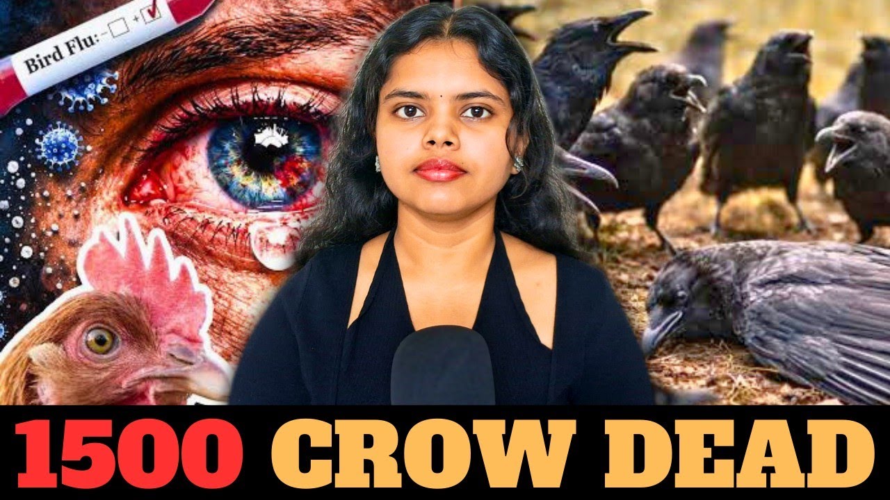 🚨😱H5N1 Virus Attack Chennai காக்கா ஷாக் #birdflu #h5n1 #chennainews #avianinfluenza 