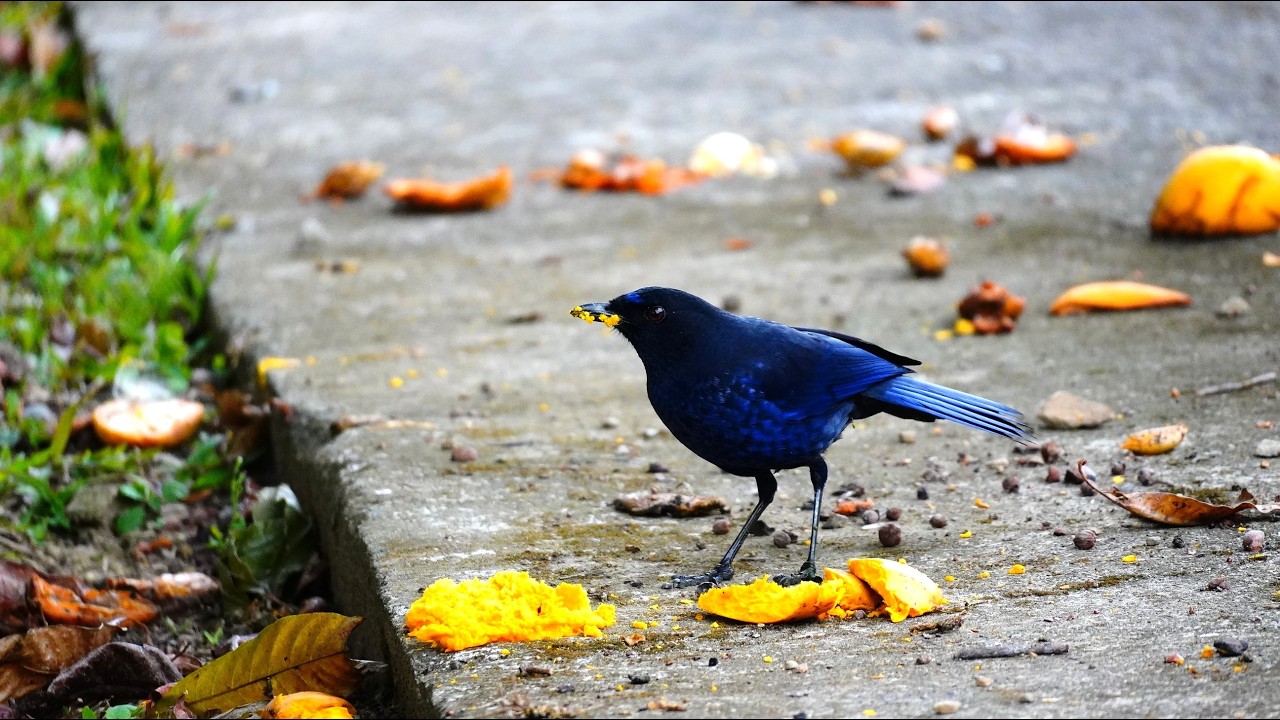 021尖石鳥類生態日誌