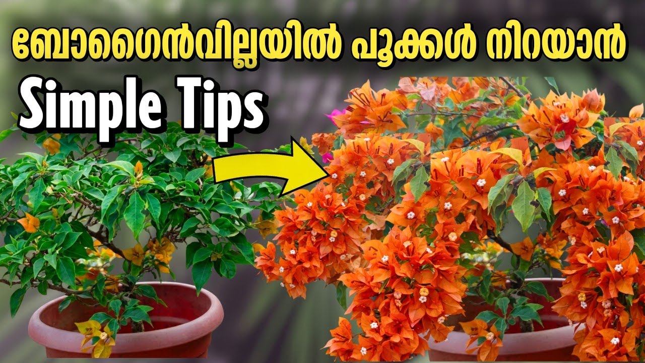 5 Tips to Make Bougainvillea Bloom Heavily | വേനലിൽ ബോഗൻവില്ലയിൽ പൂക്കൾ നിറയാൻ 5 tips