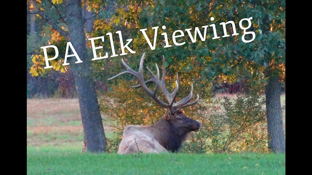 2016 PA Наблюдение за лосями/BIG BULL ELK