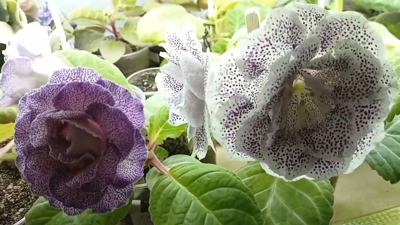 Gloxinia.