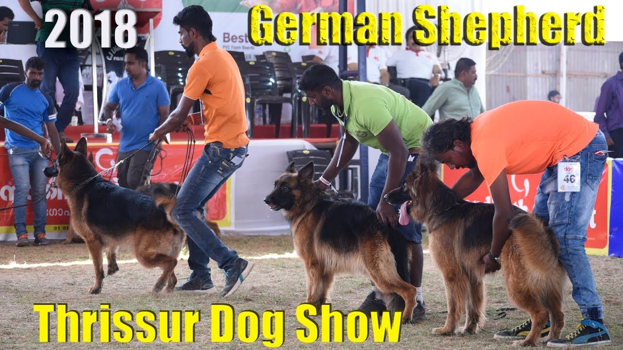 German Shepherd Dog|show Thrissur 2018