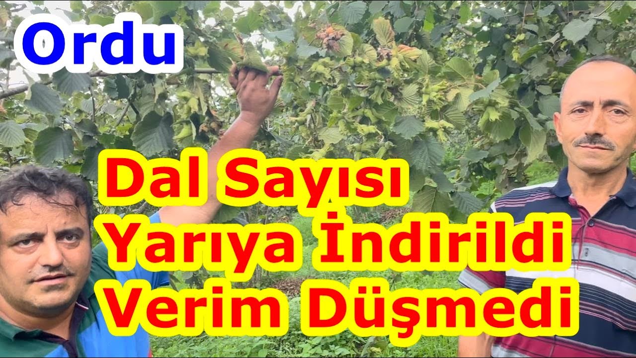Çok Sık Fındık Ocaklarında Verimi Düşürmeden  Dal Sayısını Yarıya İndirmek - Fındık Gübreleme - Ordu